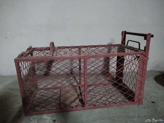 مصيدة للبيع 0