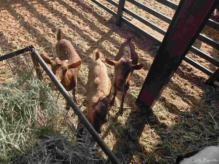 جفرات جنوبية للبيع 1