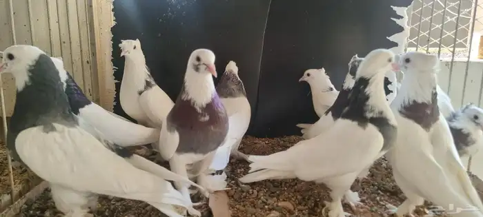 حمام تركي هجين ايراني 4