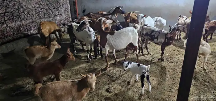 معزا جنوبيات ومشاريك 2