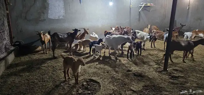 معزا جنوبيات ومشاريك 1