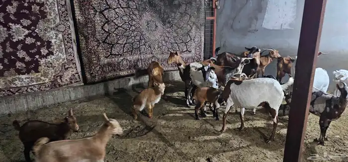 معزا جنوبيات ومشاريك 3