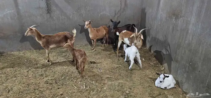 معزا جنوبيات ومشاريك 8