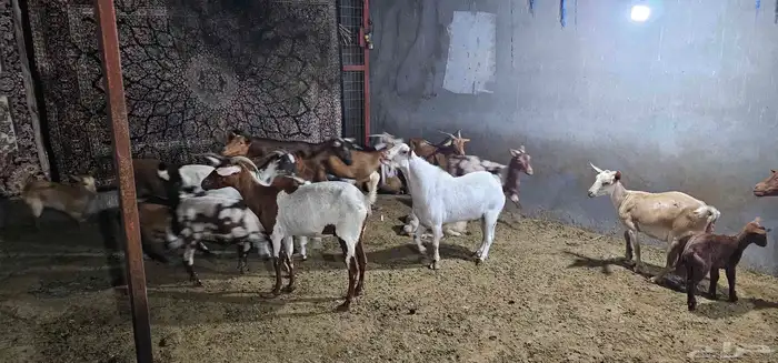 معزا جنوبيات ومشاريك 6