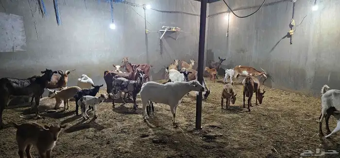 معزا جنوبيات ومشاريك 0