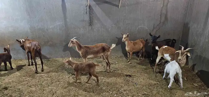 معزا جنوبيات ومشاريك 7