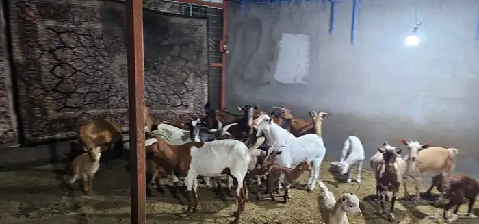 معزا جنوبيات ومشاريك 4