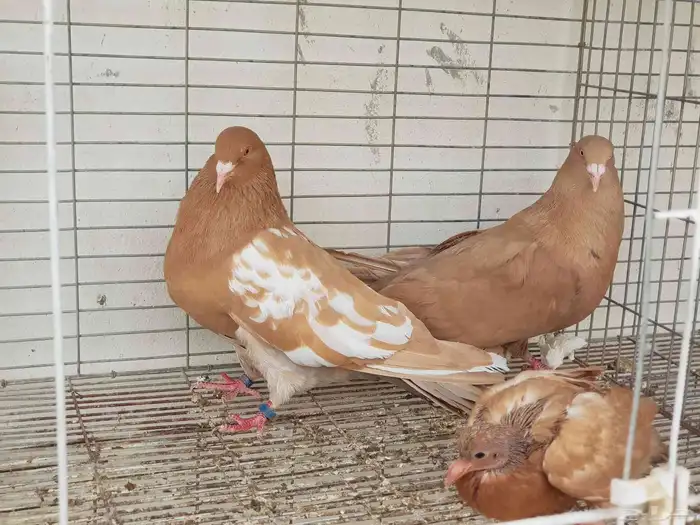 جوزمالطي اومصري مع ولدهم 2