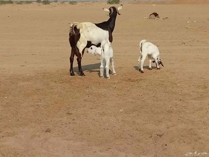 عنز خلفاء متاومه تحتها تيس وجفرة 5