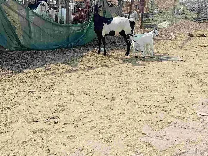 عنز خلفاء متاومه تحتها تيس وجفرة 2