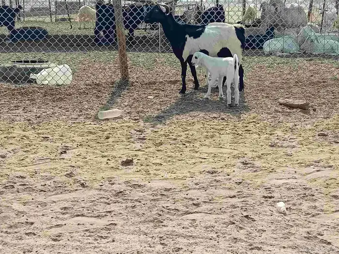 عنز خلفاء متاومه تحتها تيس وجفرة 6