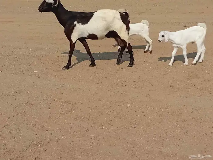 عنز خلفاء متاومه تحتها تيس وجفرة 0