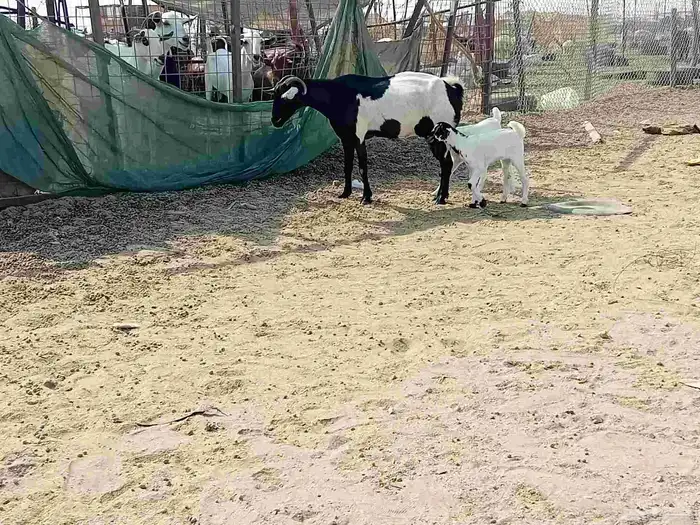 عنز خلفاء متاومه تحتها تيس وجفرة 3