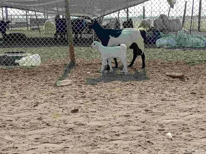 عنز خلفاء متاومه تحتها تيس وجفرة 7