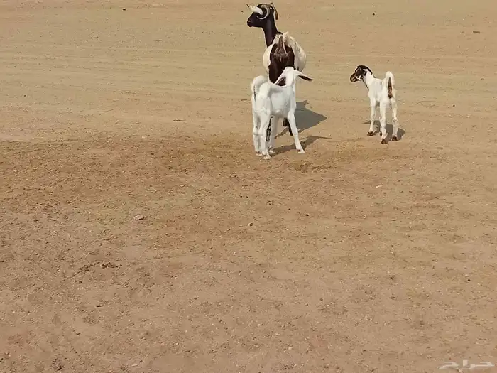 عنز خلفاء متاومه تحتها تيس وجفرة 4