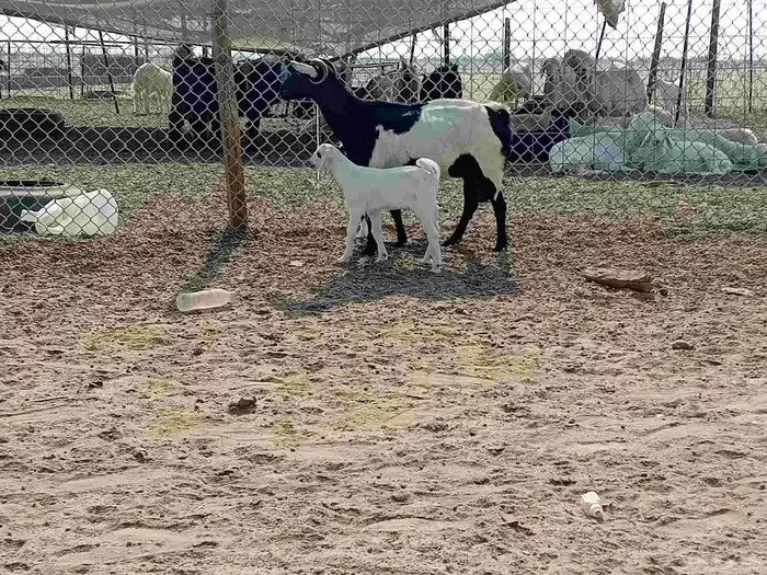 عنز خلفاء متاومه تحتها تيس وجفرة 1