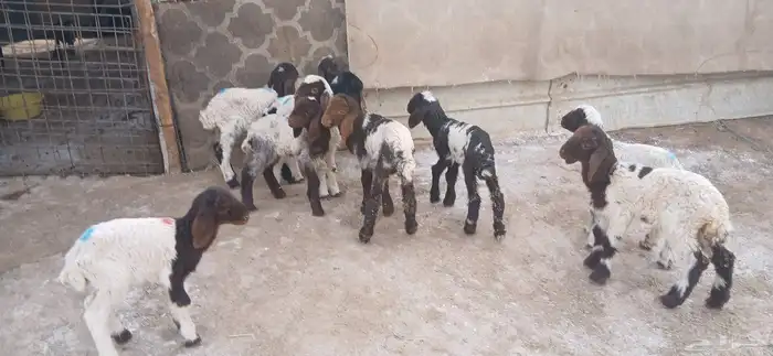 دواغيرنعيم العدد 10 8