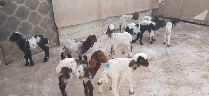 دواغيرنعيم العدد 10 5