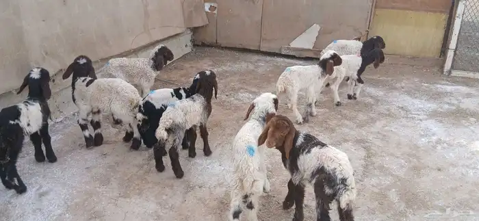 دواغيرنعيم العدد 10 0