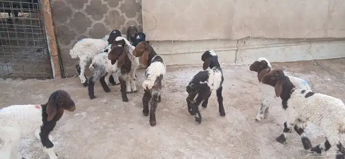 دواغيرنعيم العدد 10 9