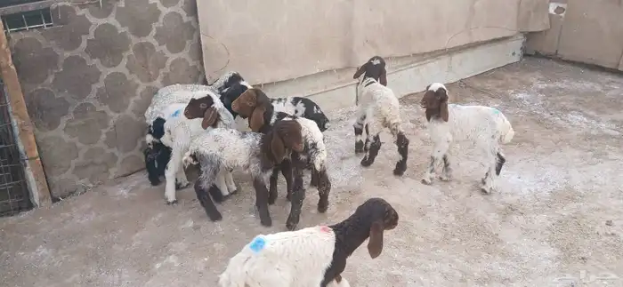 دواغيرنعيم العدد 10 7