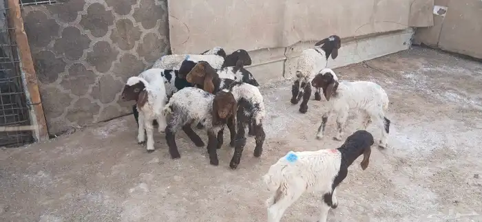 دواغيرنعيم العدد 10 4