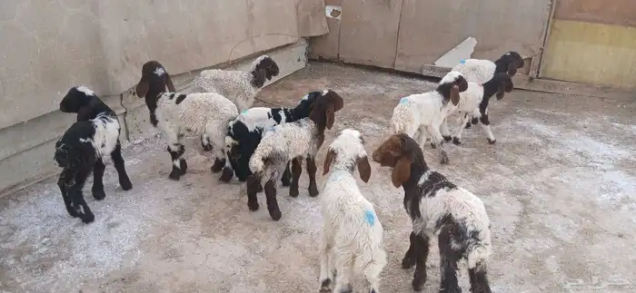 دواغيرنعيم العدد 10 3