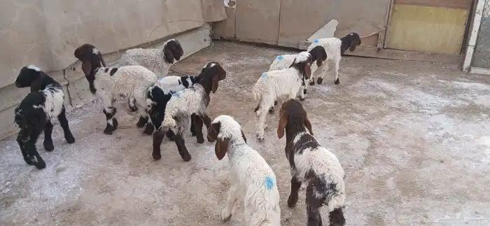 دواغيرنعيم العدد 10 1