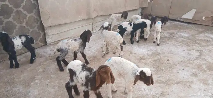 دواغيرنعيم العدد 10 2