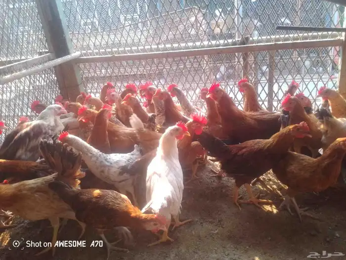 ديوك بشاير العمر 3 شهور ونص 0