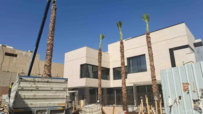 نخل واشنطن للبيع 5