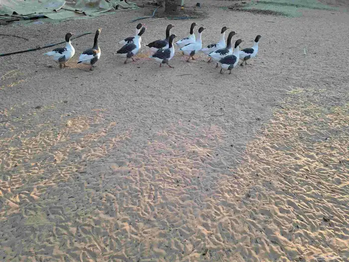 وز بلدي او مصري للبيع 0