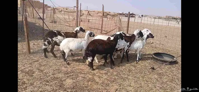 ضان مهجنه مشا الله 8 روس 5