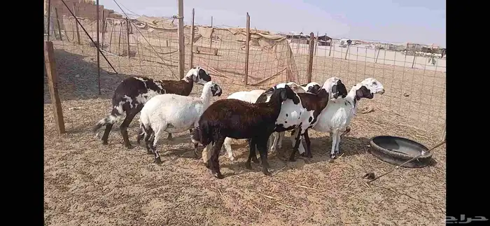 ضان مهجنه مشا الله 8 روس 4