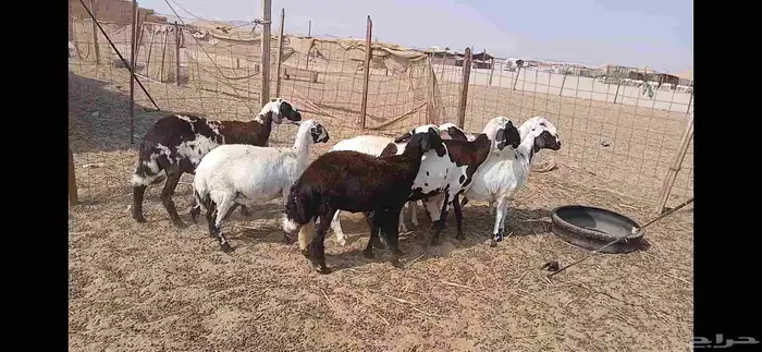 ضان مهجنه مشا الله 8 روس 7