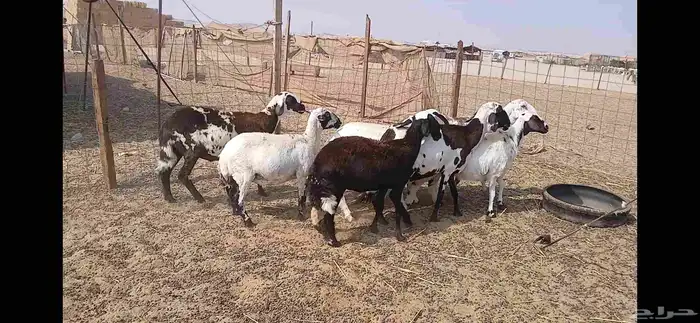 ضان مهجنه مشا الله 8 روس 1