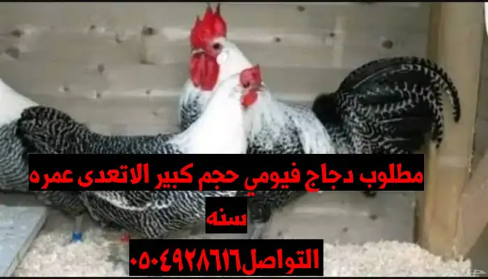 مطلوب دجاج فيومي حجم كبير 0