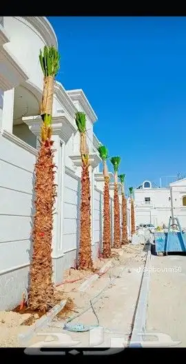 النخل البيع بجميع النواع ولمقسات خدمه متكامله توصل وغرس جده 7