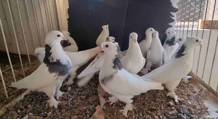 حمام تركي هجين ايراني 0