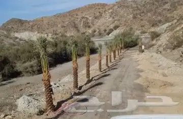 النخل البيع بجميع النواع ولمقسات خدمه متكامله توصل وغرس جده 2