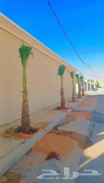 النخل البيع بجميع النواع ولمقسات خدمه متكامله توصل وغرس جده 1