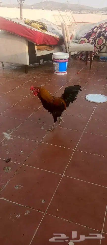 مكه على زايدي 1