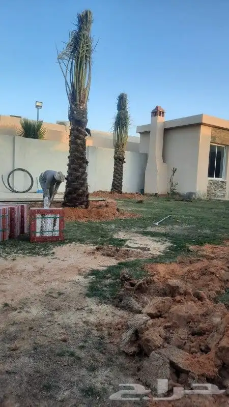 النخل البيع بجميع النواع ولمقسات خدمه متكامله توصل وغرس جده 3