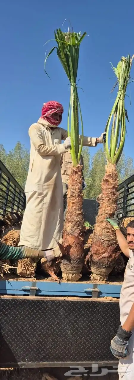 سلام عليكم ورحمة الله وبركاته نخل زينه اللبيع 0