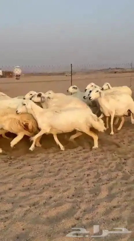 اعرض لكم يوم عرض مميز لمحبيين الحريات جنب دفيع شرط عددها 29 4