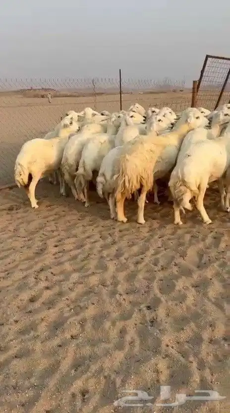 اعرض لكم يوم عرض مميز لمحبيين الحريات جنب دفيع شرط عددها 29 1