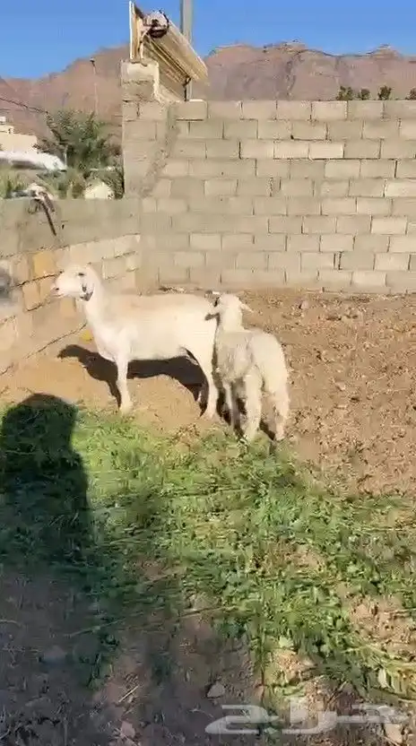 حلال للبيع 1