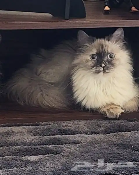 قطط للتبني 1