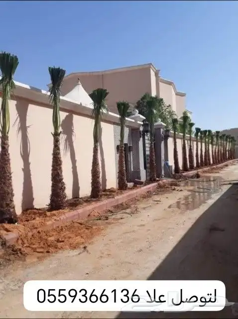 النخل البيع بجميع النواع ولمقسات خدمه متكامله توصل وغرس جده 0