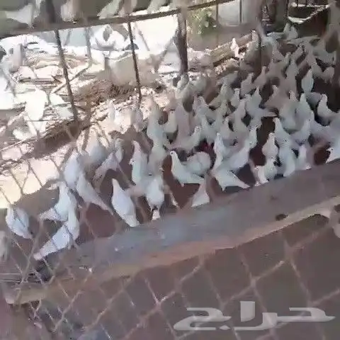 حمام للبيع 1